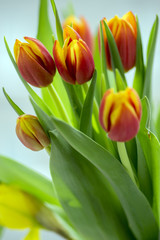 Detail of tulip bouquet, ornamental spring flowers, yellow red flower heads in bloom with leaves