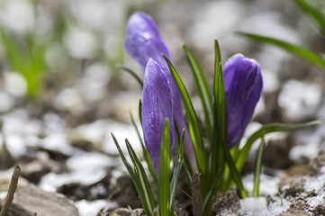 Crocus vernus in bloom, violet purple ornamental springtime flowers, snow on dirt