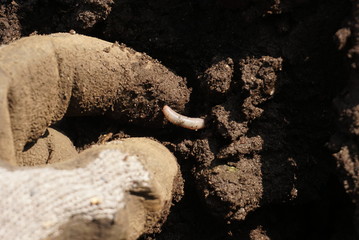 Fototapeta premium An earthworm on a soil and hand of man