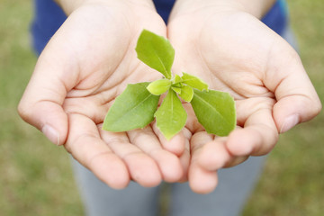 Child´s hands holding green leaves  Manos de niño sosteniendo hojas verdes