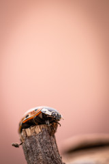 Detail of orange ladybug on old worn piece of wood