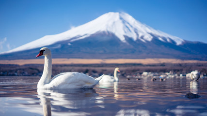 Swan Lake Mount Fuji Scenery 