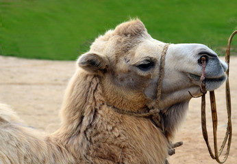 Camel