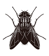 Dark silhouette of fly. View from above. Vector illustration