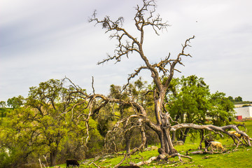 Old Twisted Dead Oak Tree On Hillside With Cattle Grazing