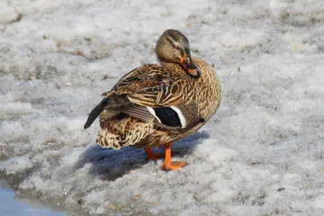Female mallard (Anas platyrhynchos) on the melting snow in a sunny day