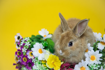 Cute rabbit with flowers