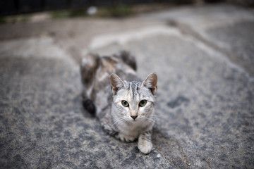 Gato gris sentado en el suelo