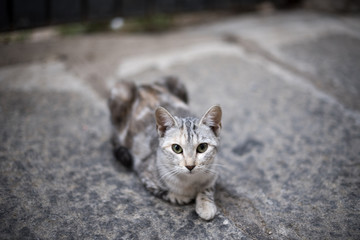 Gato gris sentado en el suelo