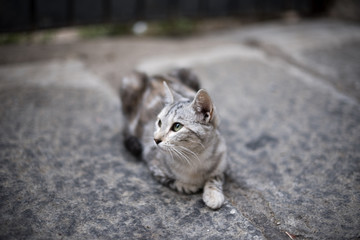 Gato gris sentado en el suelo