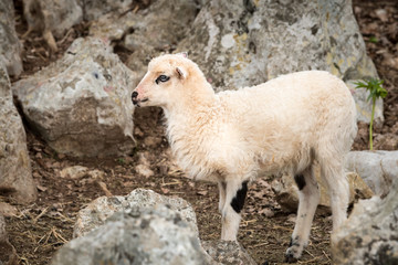 Obraz premium Sheep, lamb on a mediterranean pasture between rocks in spring