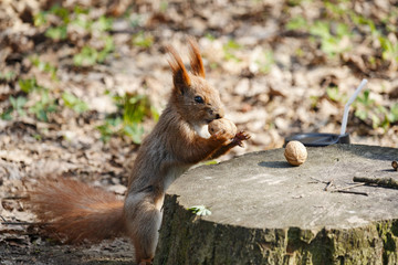 Red squirrel near a tree stump with nuts