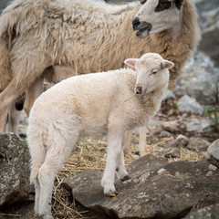 Sheep, lamb on a mediterranean pasture between rocks in spring