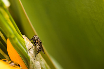 Fly on the flower of the macro, soft focus