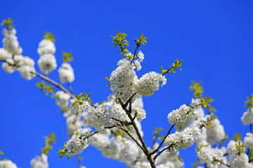 Piękne białe kwiaty czereśni, wiśni w promieniach wiosennego słońca na tle błękitnego nieba. © Stanisław Błachowicz