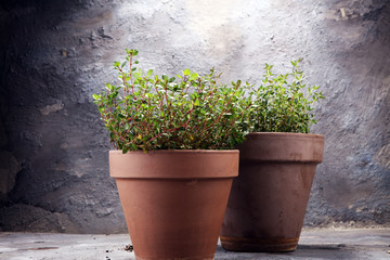 Fototapeta na wymiar Homegrown and aromatic herb thyme in old clay pot.