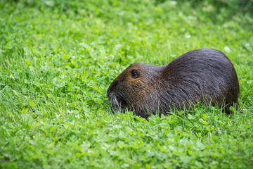 Adult beaver eating a plant. Beaver in a lake. Beaver in water in the evening.