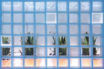 the plants behind the glass Horizontal