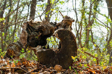 Old rotten wooden stump with the hole inside lies on the ground with dead lieves in the forest fairy tale scene.