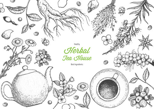 Herbal Tea shop frame vector illustration. Vector design with herbal tea ingredients. Hand drawn sketch collection. Engraved style.
