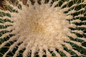 The cactus green nature in the botanical garden