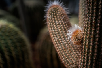 The cactus green nature in the botanical garden