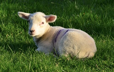 Naklejka na ściany i meble Young Lamb, U.K. Telephoto image of a baby Sheep.