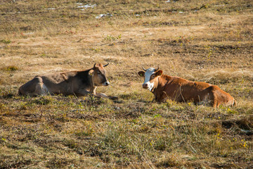 Cows lie in the meadow. Cows resting on the mountain pasture