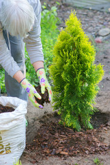 Planting plants step by step / ornamental shrub Thuja Golden Smaragd - mulching bark © 7monarda