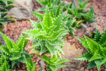 The cactus green nature in the botanical garden