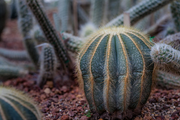 The cactus green nature in the botanical garden