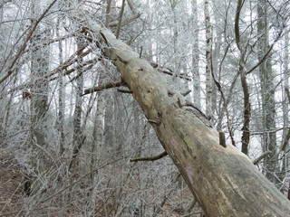 Fallen tree in winter forest