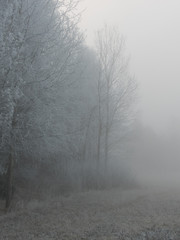Foggy winter forest in Sweden