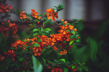 Obraz na płótnie Canvas bush with flowers Japanese quince, red flowers