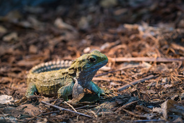green lizard