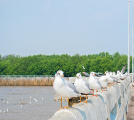 Seagull stand on stone terrace at the sea.