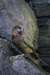 Kea in Aucland Zoo