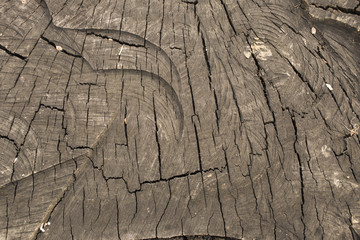 Death of an old tree. The texture of the tree in the stump.