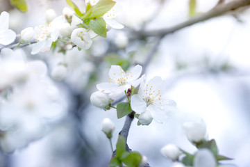 Fototapeta premium Spring blossoming spring flowers on a plum tree against soft floral background