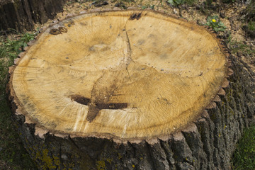 Death of an old tree. The texture of the tree in the stump.