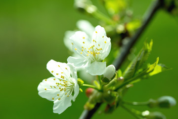  Sunny spring nature with spring apple flowers blooming in the spring garden, colorful spring landscape scene