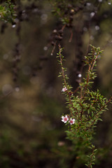 flowers in the forest