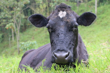 Vaca negra