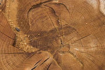 Death of an old tree. The texture of the tree in the stump.