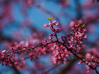 New inflorescence on a pink tree