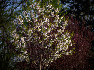 Flowering tree