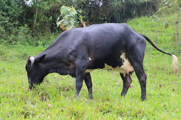Vaca negra