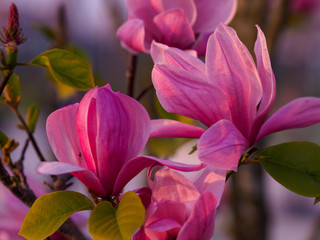 Obraz na płótnie Canvas Pink Magnolia flowers