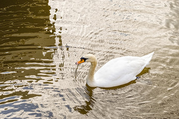bird white Swan swim of water