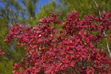 Red Scumpia Branch